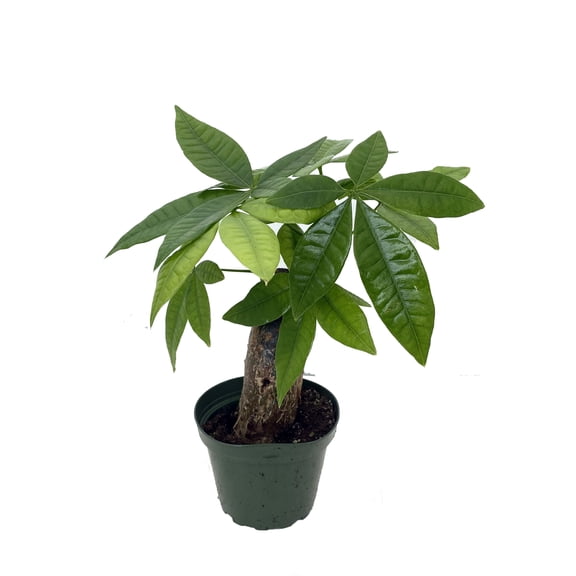 Thick Stump Money Tree Plant - Pachira aquatica - 4" Pot