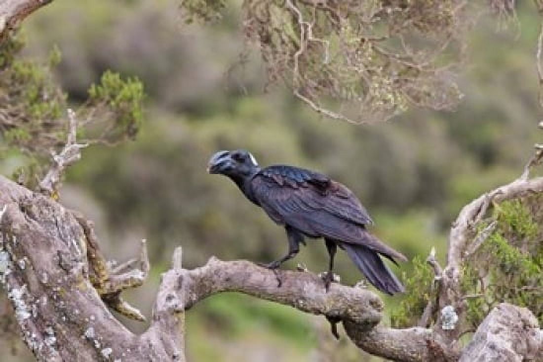 Thick-billed raven bird in the highlands of Ethiopia Canvas Art - Martin Zwick DanitaDelimont (19 x 12)