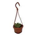 thumbnail image 1 of Thimble Cactus - Cereus - 4" Mini Hanging Basket, 1 of 1