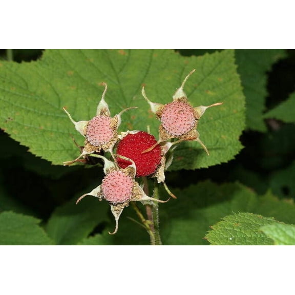 CZ Grain Thimbleberry 50 Rubus Parviflorus Plant Seed
