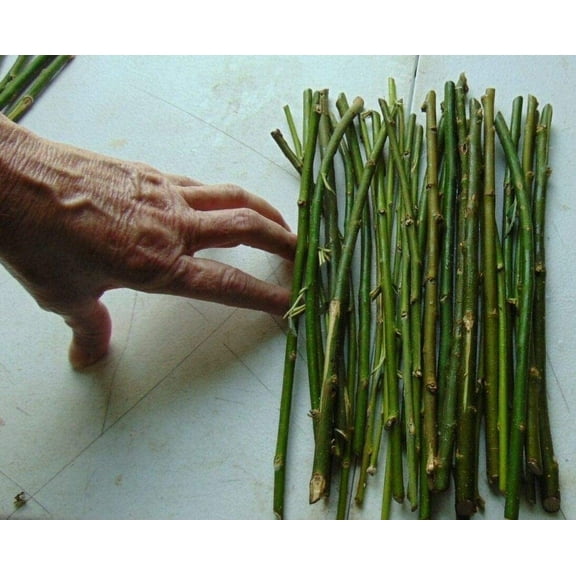 Thin Hybrid Willow Tree Cuttings for Planting Privacy Trees - Bulk Amounts - Pencil Size or Smaller Thickness - Great for Privacy Hedge Row (500 Thin Cuttings)