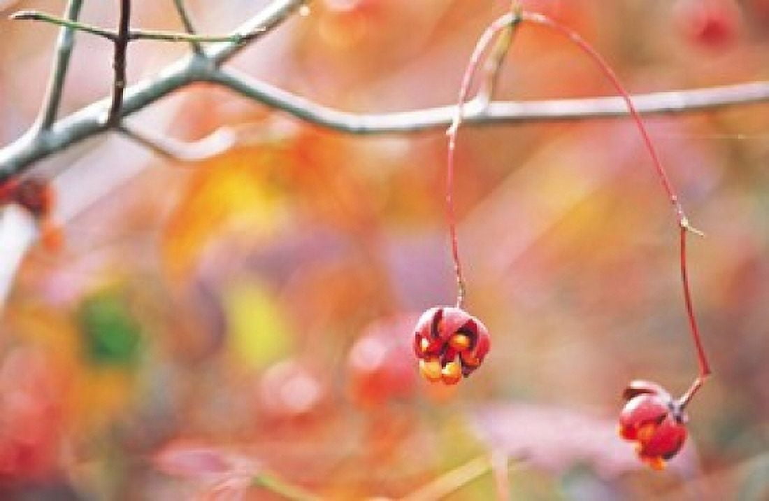 Thin Tree Branch with Bud Canvas Art - Panoramic Images (16 x 11)