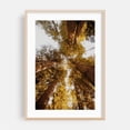 thumbnail image 1 of Things Are Looking Up - Larkspur California Photography Forest Nature Autumn Woodland Scenic Wilderness Oak Framed Wall Art Print 5 x 7 inches, 1 of 59