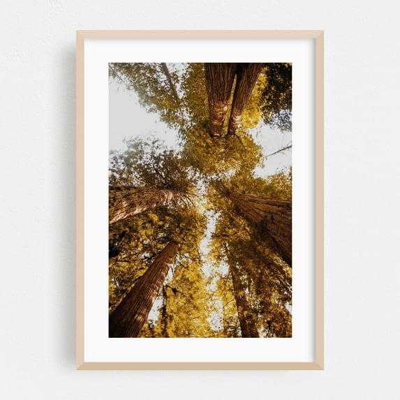 Things Are Looking Up - Larkspur California Photography Forest Nature Autumn Woodland Scenic Wilderness Oak Framed Wall Art Print 5 x 7 inches