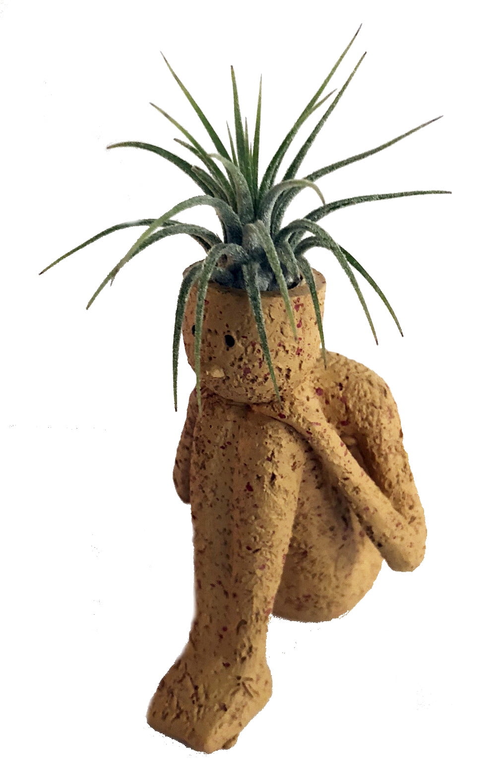 hanging air plant Tillandsia Ionantha Rubra Hanging Clusters with Hook for Hanging  Air Plant  Shop