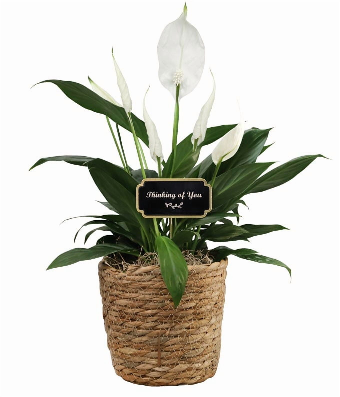 Peace Lily Home