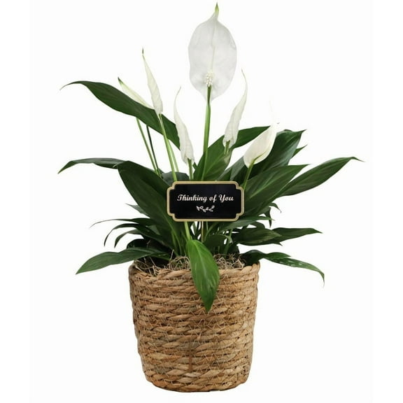 From You Flowers - Thinking of You Peace Lily Basket for Birthday, Anniversary, Get Well, Congratulations, Thank You, All Occasions
