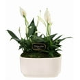 thumbnail image 1 of From You Flowers - Thinking of You Peace Lily Duo for Birthday, Anniversary, Get Well, Congratulations, Thank You, All Occasions, 1 of 1