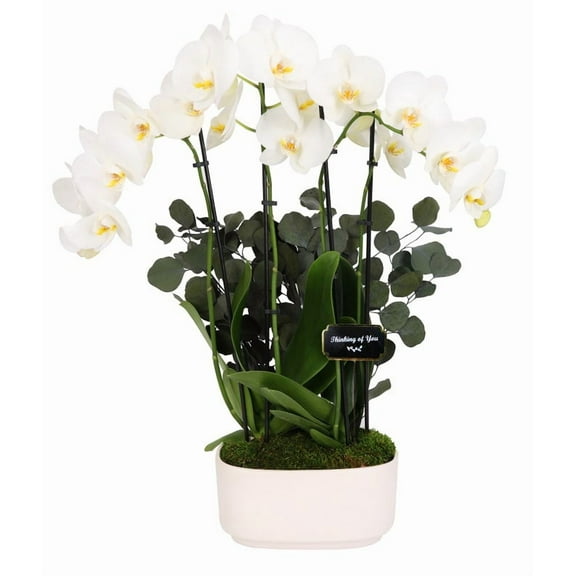 From You Flowers - Thinking of You White Orchid Duo for Birthday, Anniversary, Get Well, Congratulations, Thank You, All Occasions
