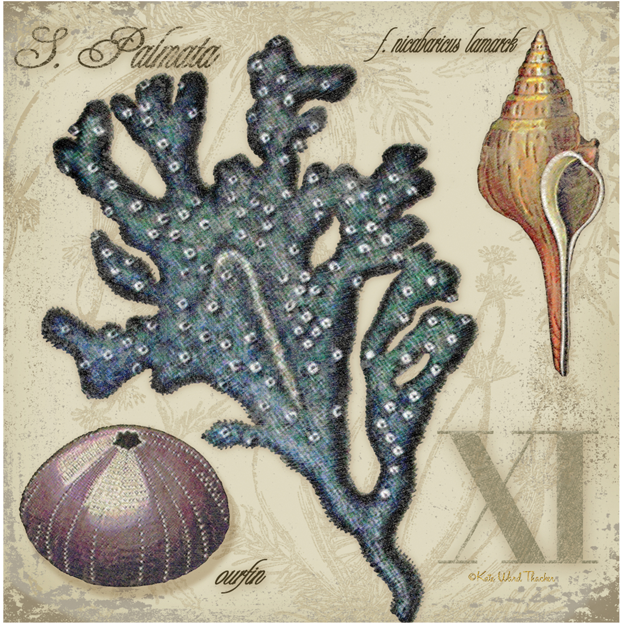 Thirstystone Occasions Drink Coasters, Set, Sea Life XI