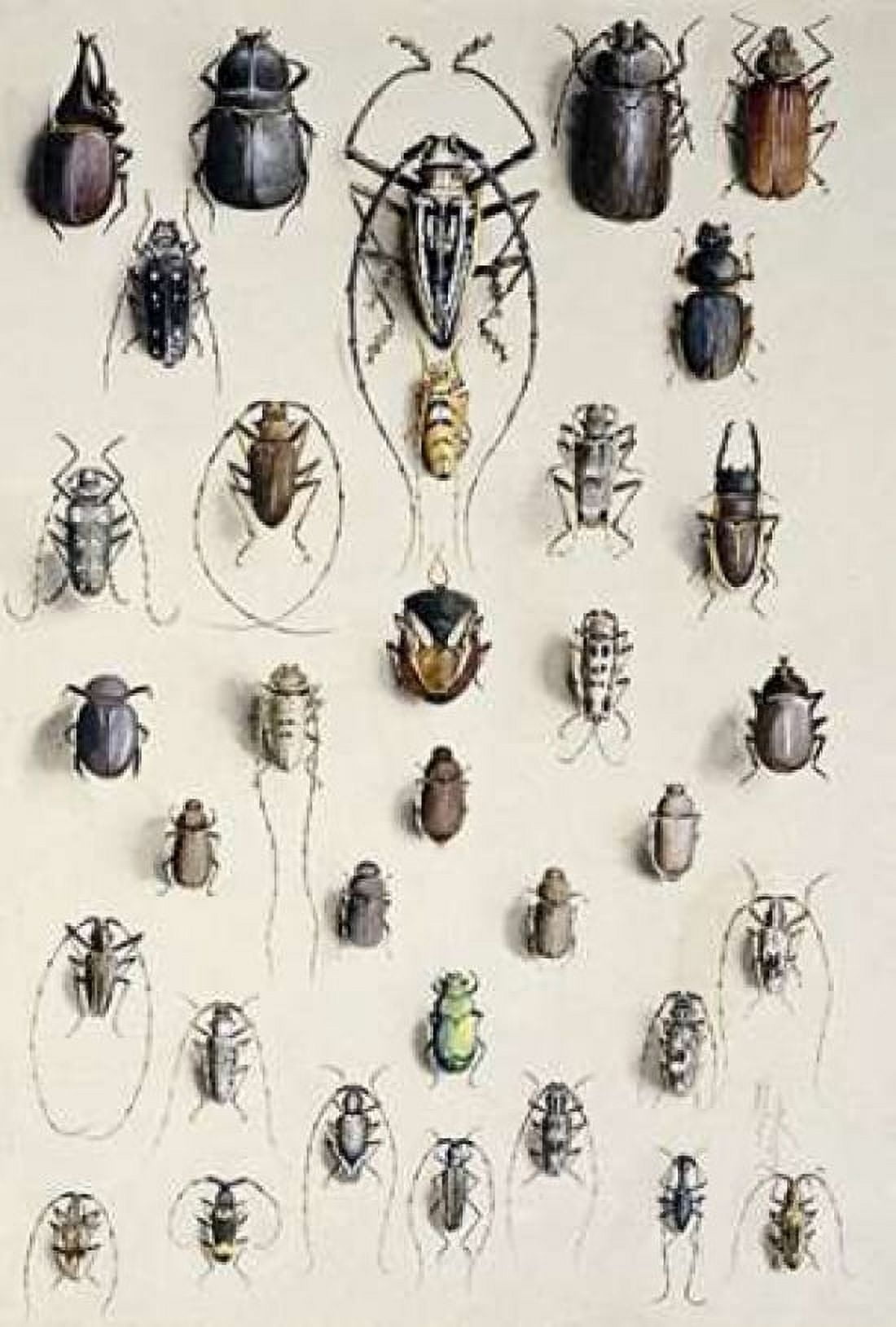 Thirty-Four Insects Canvas Art - Marian Ellis Rowan (20 x 28)