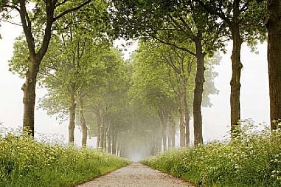 This Appears Canvas Art - Lars Van de Goor (12 x 18)