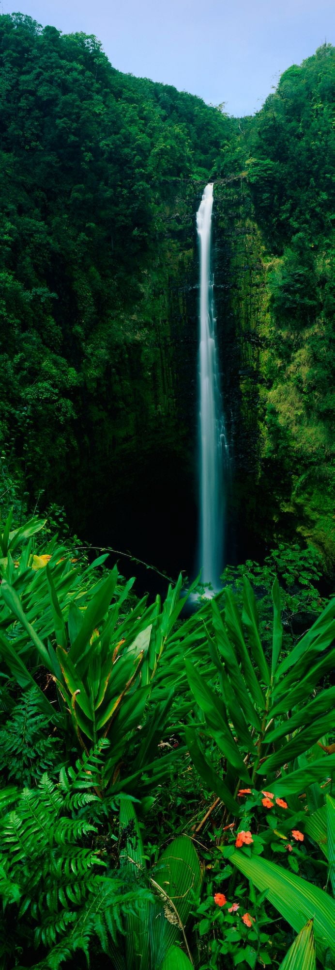 This is Akaka Falls State Park The falls are 442 feet long It is located north of Hilo Canvas Art - Panoramic Images (9 x 27)