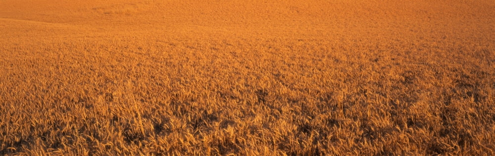 This is a close up of a golden field of wheat Canvas Art - Panoramic Images (27 x 9)