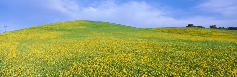 This is a field of yellow mustard plants in spring Canvas Art - Panoramic Images (36 x 12)