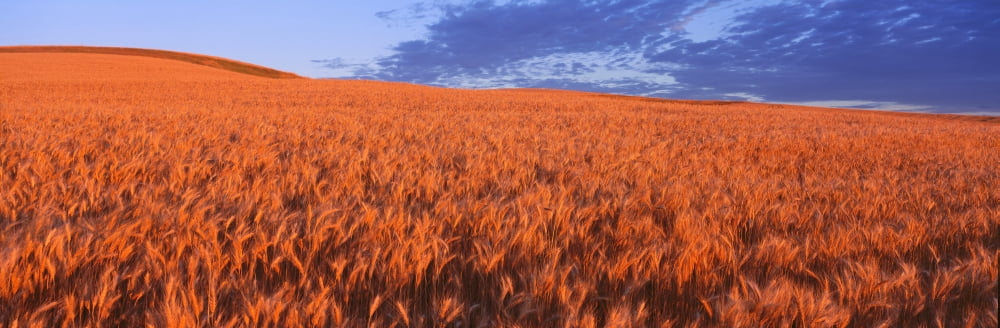 This is a golden field of wheat Canvas Art - Panoramic Images (36 x 12)