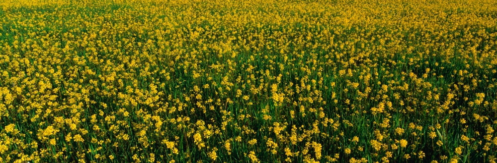 This is a spring field of yellow mustard seed It is located near Lake Casitas Canvas Art - Panoramic Images (36 x 12)