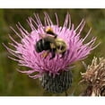 thumbnail image 1 of Thistle & Bumble Bee Poster Print by Russell Gordon - 26 x 22 in., 1 of 1