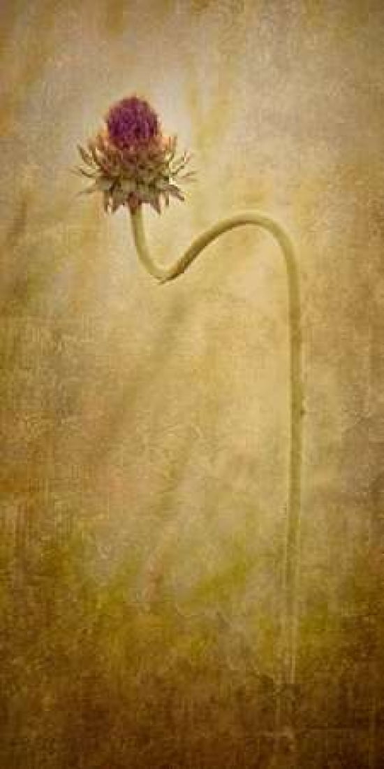 Thistle Canvas Art - Ramona Murdock (10 x 20)
