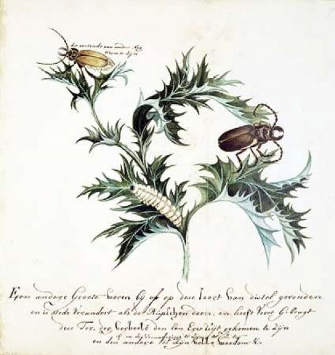 Thistle with Beetles Canvas Art - Cornelis Markee (24 x 24)