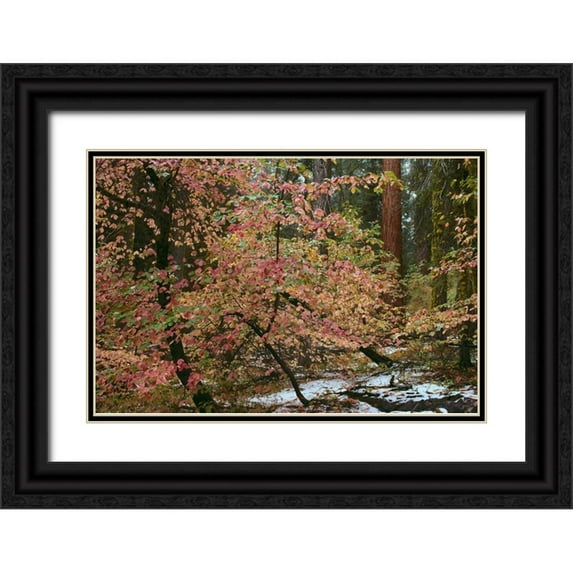 Thomas, Alain 14x11 Black Ornate Wood Framed with Double Matting Museum Art Print Titled - Dogwoods and Sequoia