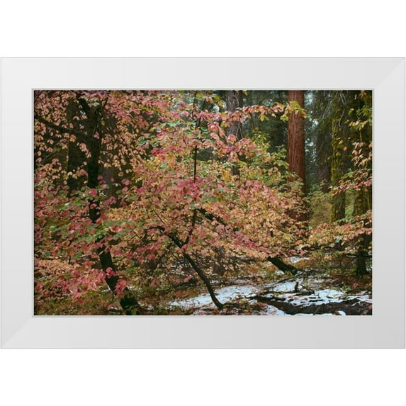Thomas, Alain 24x17 White Modern Wood Framed Museum Art Print Titled - Dogwoods and Sequoia