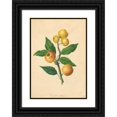 thumbnail image 1 of Thomas Andrew Knight 11x14 Black Ornate Wood Framed Double Matted Museum Art Print Titled: Golden Pippin (1811), 1 of 5