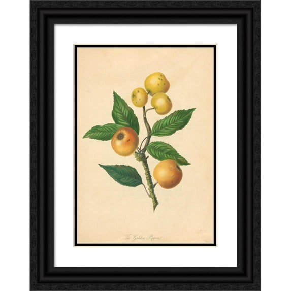 Thomas Andrew Knight 11x14 Black Ornate Wood Framed Double Matted Museum Art Print Titled: Golden Pippin (1811)