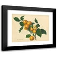 thumbnail image 1 of Thomas Andrew Knight 14x12 Black Modern Framed Museum Art Print Titled - Foxley Apple (1811), 1 of 5