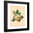 thumbnail image 1 of Thomas Andrew Knight 17x24 Black Modern Framed Museum Art Print Titled - Teinton Squash Pear (1811), 1 of 5