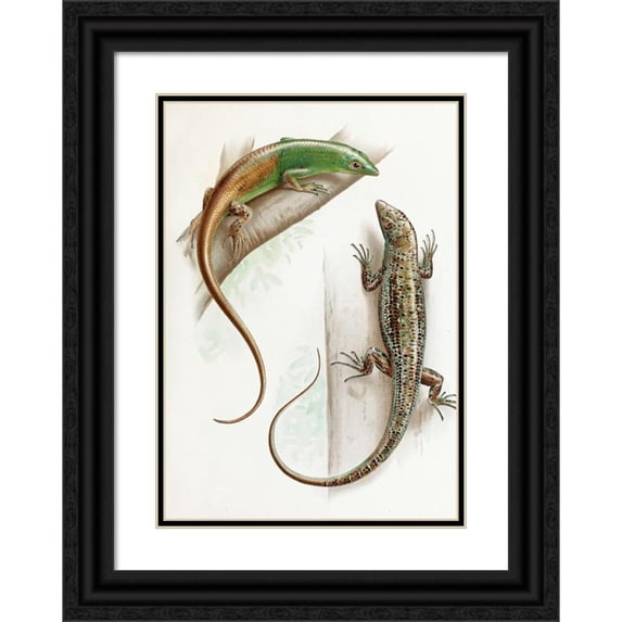 Thomas Barbour 14x18 Black Ornate Wood Framed Double Matted Museum Art Print Titled - Dasia Smeragdinum (1912)