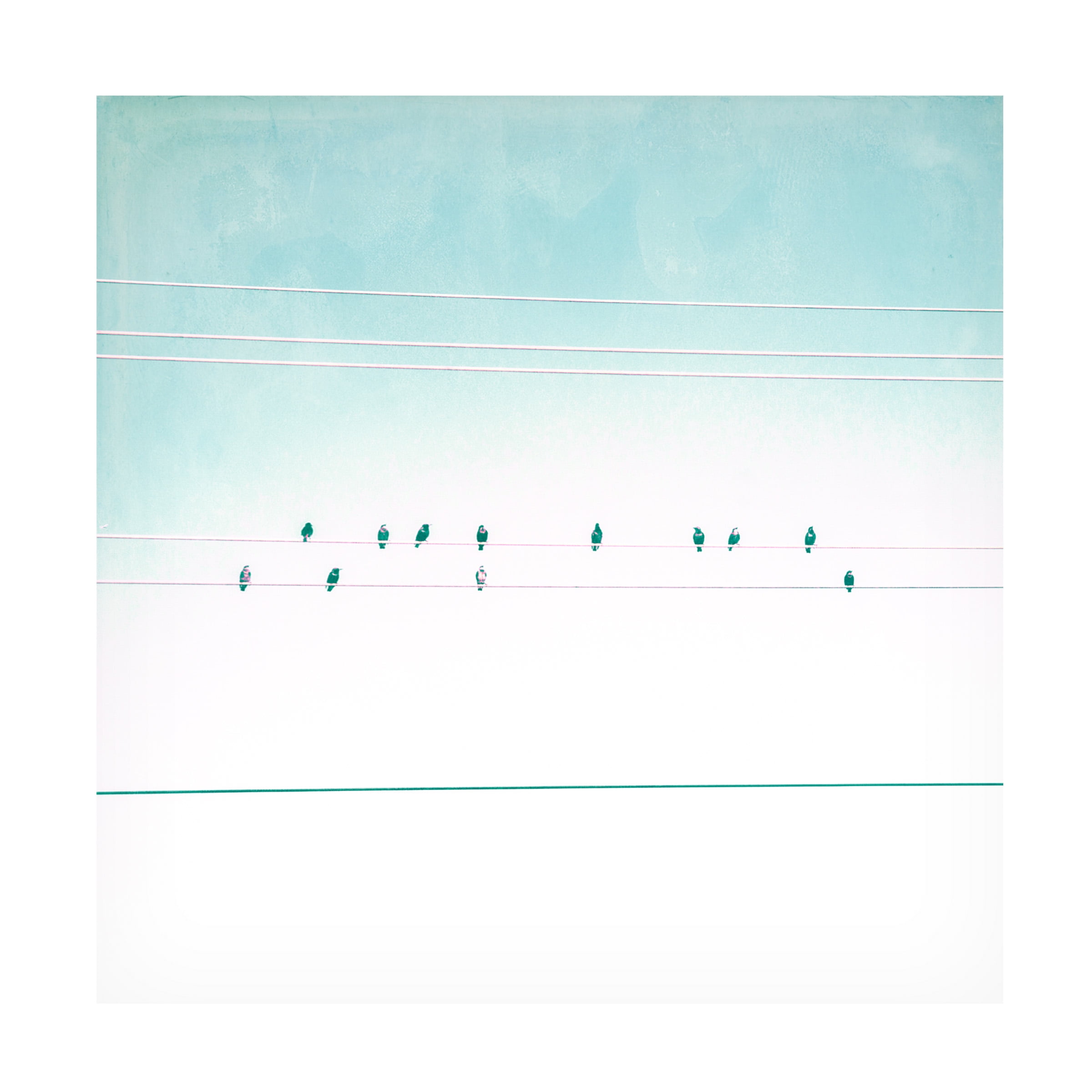 Thomas Brown 'Birds on Wires IV' Canvas Art