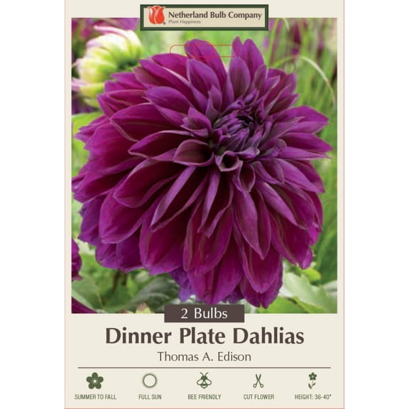 Thomas Edison Decorative Dahlia - 2 Bulb Clumps - Purple Petals