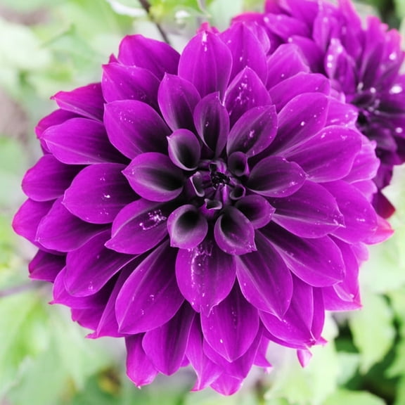Thomas Edison Dinnerplate Dahlia Flower Bulbs - HUGE Blooms up to 10" WIDE - Deer Resistant - Good as Cut Flowers - Grows Well In Containers - Easy to Grow Live Plants - Outdoor Garden