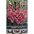 thumbnail image 1 of Thomas Glamini Gladiolus 10 Bulbs - NEW! - Petite - 10/12 cm - Mauve/Peach, 1 of 1