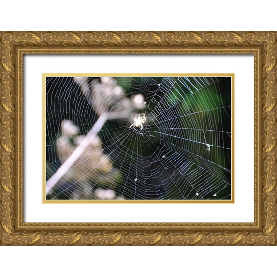 Thomas, Logan 14x11 Gold Ornate Wood Framed with Double Matting Museum Art Print Titled - Spiderweb II