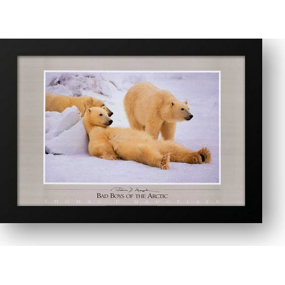 Thomas Mangelsen Framed Art Print 40x28 "Bad Boys of the Arctic"