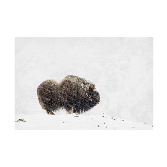 Thomas Olaussen 'Musk Ox Solitude' Canvas Art