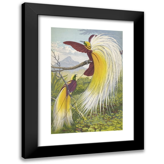 Thomas Waterman Wood 11x14 Black Modern Framed Museum Art Print Titled - Papuan Paradisea (1871)