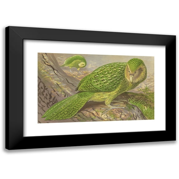 Thomas Waterman Wood 14x10 Black Modern Framed Museum Art Print Titled - New Zealand Owl-Parrot (1871)