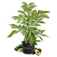 thumbnail image 1 of Thompson Red Avocado Tree - Live Plant in a 3 Gallon Growers Pot - Persea Americana - Beautiful Edible Fruit Bearing Tree for Patio and Garden, 1 of 6