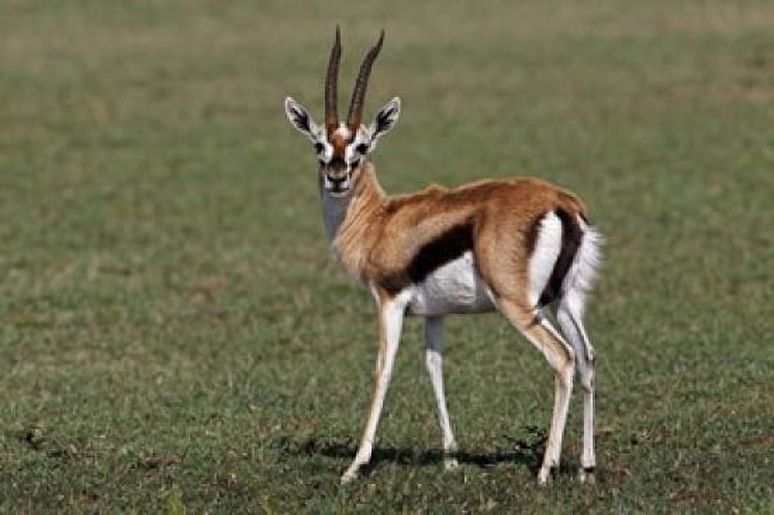 Thomsons Gazelle antelope Maasai Mara Kenya Canvas Art - Adam Jones DanitaDelimont (24 x 15)