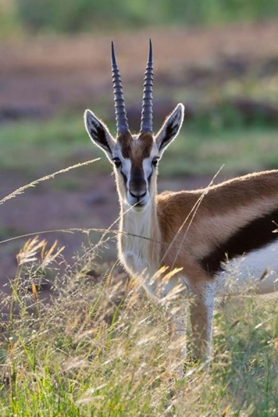 Thomsons Gazelle on the savannah Maasai Mara National Reserve Kenya Canvas Art - Keren Su DanitaDelimont (11 x 17)