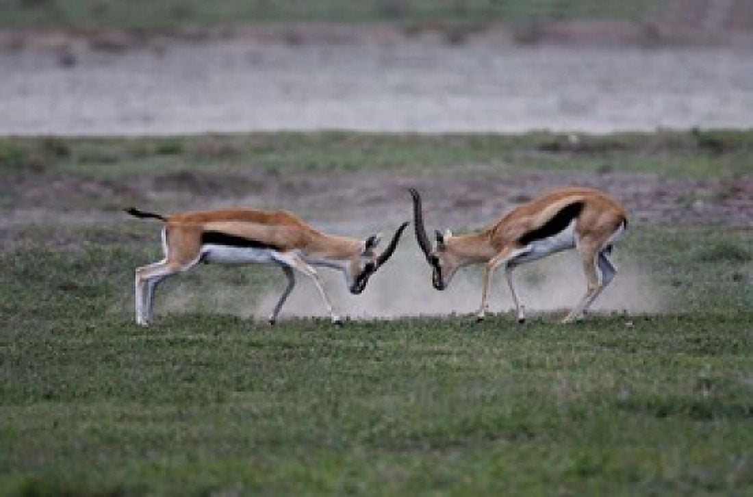 Thomsons Gazelles Fighting Tanzania Canvas Art - Charles Sleicher DanitaDelimont (36 x 24)