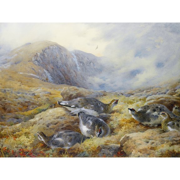 Thorburn Danger Aloft Rock Ptarmigan Bird Painting Extra Large XL Wall Art Poster Print