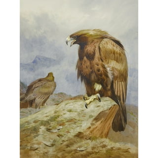 Eagles and Hawks - Birds of Prey Poster Vol. 2