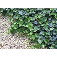 thumbnail image 1 of Thorndale English Ivy 48 Plants - Hardy Groundcover - 1 3/4" Pots, 1 of 4