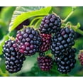 thumbnail image 1 of Thornless Arapaho BlackBerry Seedlings for Planting - Rooted and Ready to Plant (2 Seedlings), 1 of 2
