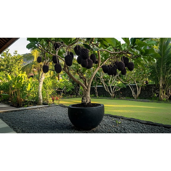 Thornless BlackBerry Bonsai Tree Seedling for Planting - Well Rooted 1 Yr. Seedling