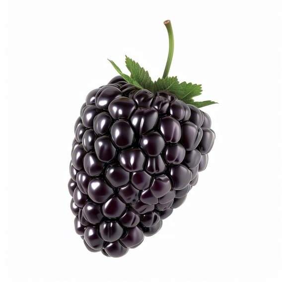 Thornless BlackBerry Seedlings for Planting - Well Rooted 1 Yr. Seedlings, Ready to Plant Natchez BlackBerry Plants (3 Seedlings)